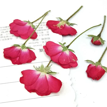 100 бр., Пресовани Естествени Рози с дръжка, Вечните истински цветя за сватбени покани 